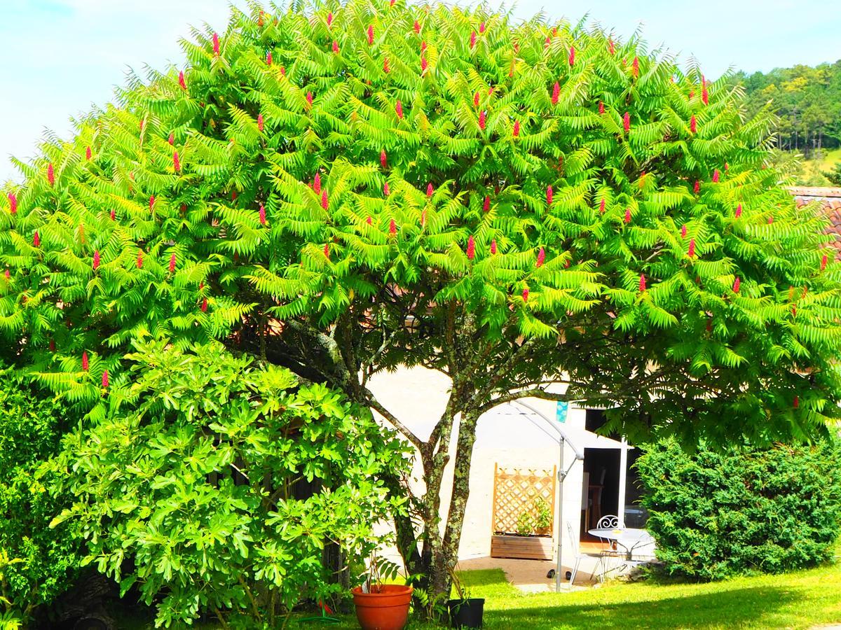 La Belle Verte Grignols  Esterno foto